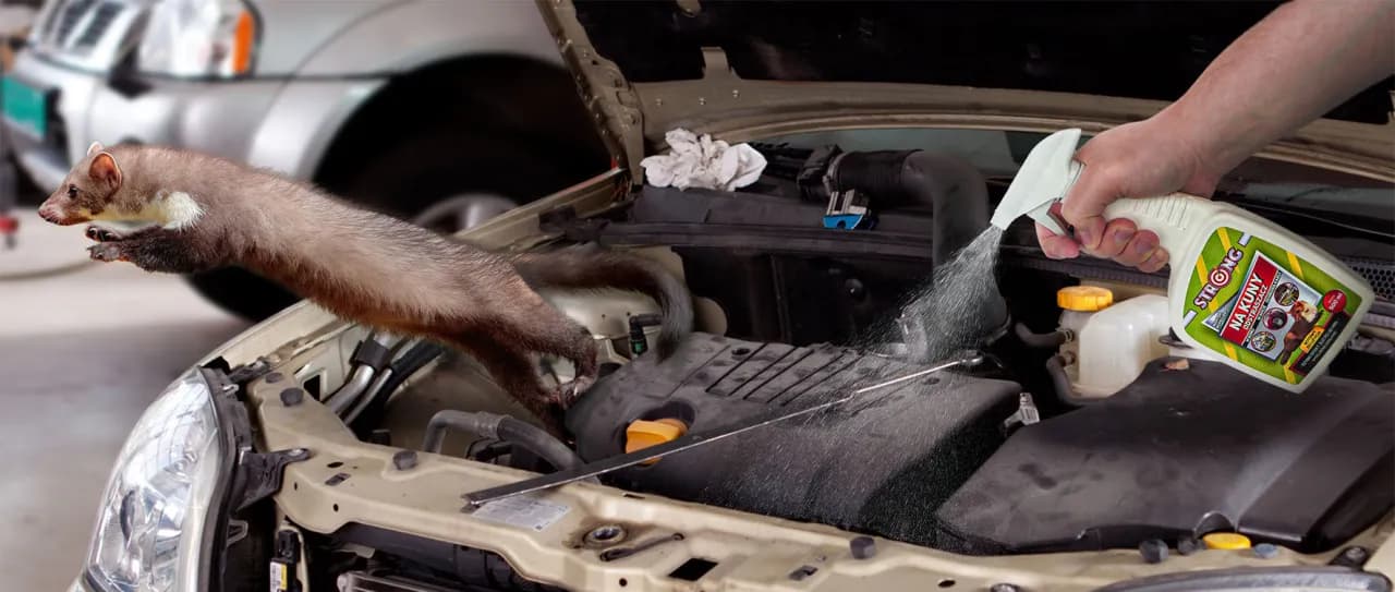 Skuteczne metody na odstraszenie kun od samochodu i ochrona auta